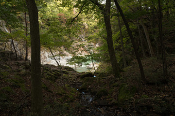 Forest in Japan