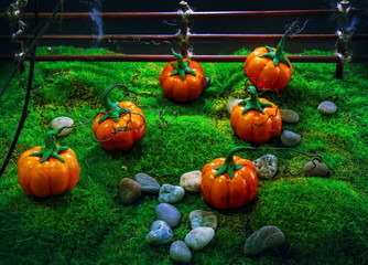 toy pumpkin garden