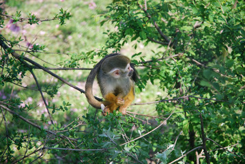Common Squirrel Monkey, Saimiri sciureus in tropical forest sitting on tree.