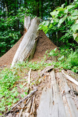 A big anthill in the woods on a summer day.
