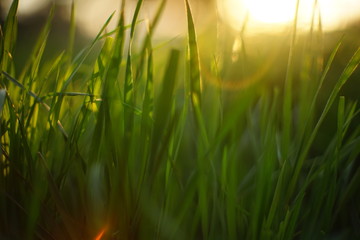 Fresh green spring grass with sun. Soft Focus. Nature Background