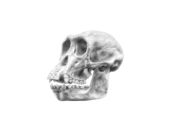 A skull, naked skeleton of a human