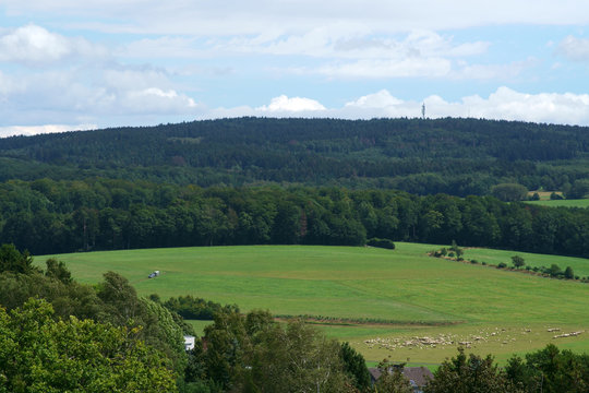 Schafe grasen in einem Tal in Taunusstein mit Bergen vom Taunusgebirge im Hintergrund. ..