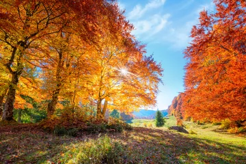 Gardinen Landschaft des herbstlichen Waldes mit echter Sonne und Orangenbäumen auf der Wiese © Taiga