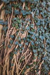 Ivy wall 