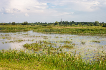  Landscape with shallow and overgrown river. Part of the river overgrown with aquatic vegetation