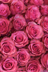 Background of pink and peach roses. Fresh pink roses. A huge bouquet of flowers. The best gift for women. vertical photo