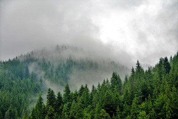 the fog above the forest