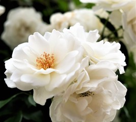 ボビージェームズ　イギリスの白いバラ