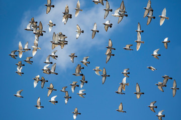 Obraz premium flock of speed racing pigeon bird flying against clear blue sky