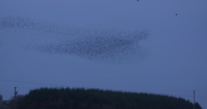 Large Starling murmuration over farmland flying formation nature