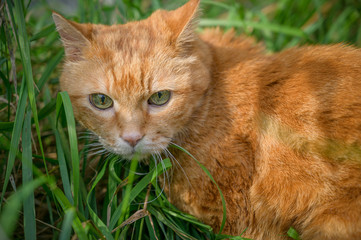 Red cat sneaking through the grass.