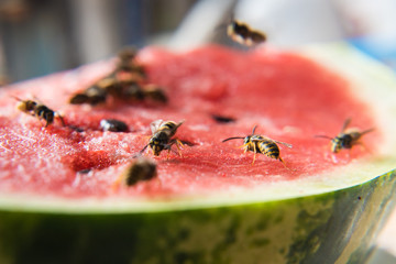 wasp eat juicy red fresh chopped watermelon