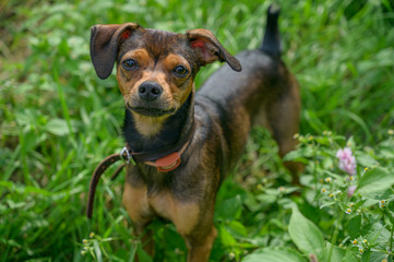 Miniature pinscher puppy sneaking through the grass.