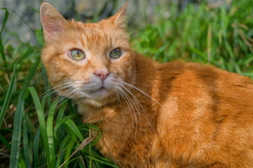 Fototapeta na wymiar Red cat sneaking through the grass.