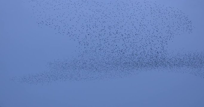 Large Starling murmuration in flight