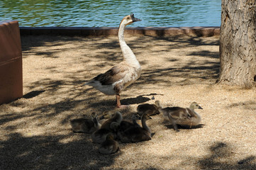 Sunset Regional Park, Las Vegas, NV.