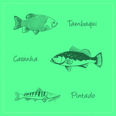 Vector illustration of freshwater fish, brazilian fish with names, underwater fish, line art