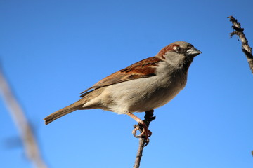 sparrow on a branch