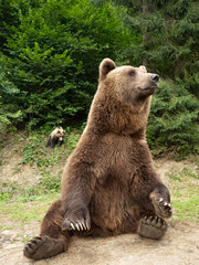 bear sits in the forest on the ground