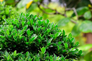  Many colorful leaves in the garden That looks fresh and cool, beautiful nature