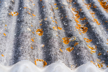 Old and covered with moss wavy roof slates covers garden