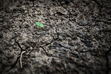 macro small tree on the cracked ground
