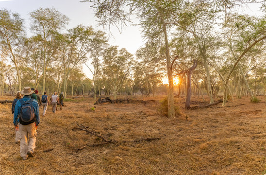 Walking safari in fever tree forest at dawn