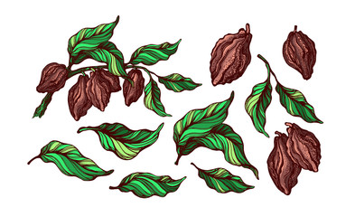 Cacao set. Tropical fruit, bean, leaf. Vector