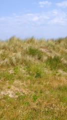 palntes sur le littoral