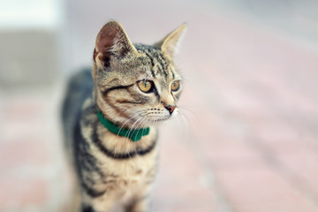 Portrait of cute happy adorable funny small tabby kitten walking outdoors at city street. Beautiful young little cat playing at home backyard