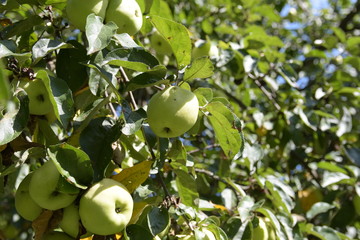 Green apples grow on a tree in the garden. Branch of apple tree with fruits.