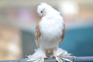 pigeon on white background