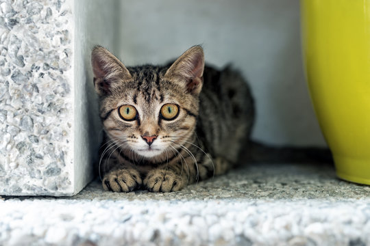 Cute adorable funny small tabby kitten sitting in dark corner while hunting or stalking outdoors. Beautiful young little cat playing at home backyard