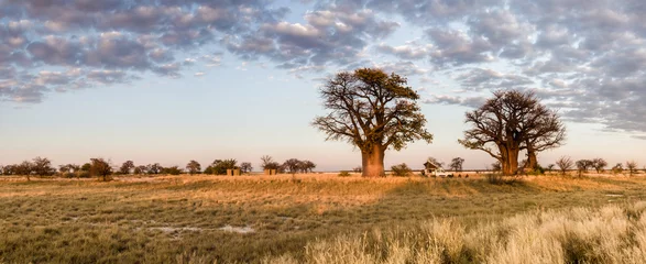 Fotobehang Kamperen onder baobabbomen in Botswana © Chris