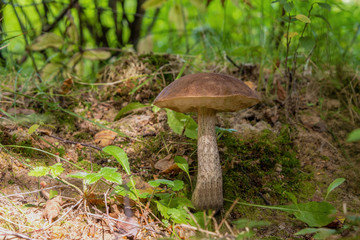 Mushroom Boletus grows in the forest