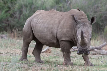 Zelfklevend Fotobehang White rhino in the wild with impressive horn © Chris