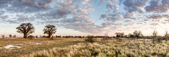 Botswana baobab panorama