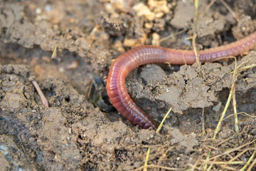 An earthworm crawls over and under the earth in the garden
