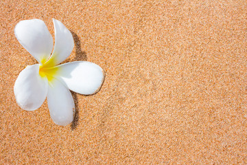 Fototapeta na wymiar plumeria flowers on beach