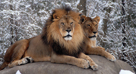Lions II