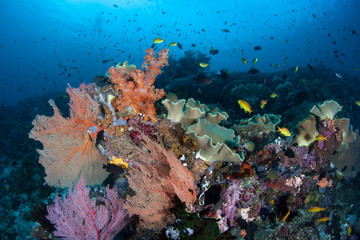 Fototapeta na wymiar Beautiful corals and fish thrive amid the Solomon Islands. This remote Melanesian region is part of the Coral Triangle due to its incredible marine biodiversity.