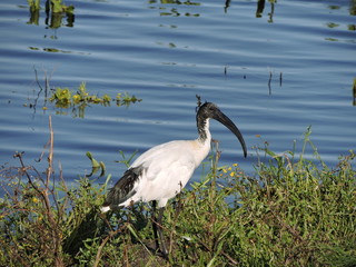 Sacred Ibis searching for it's next meal.
