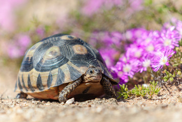 Leopard tortoise and purple flowers