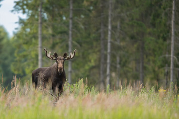 Fototapeta premium Mammal - bull moose (Alces)