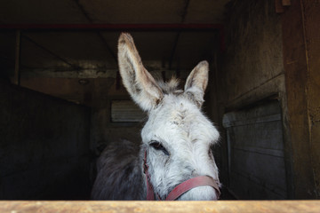Donkey In The Stable