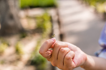 Praying mantis on woman's hand, closeup