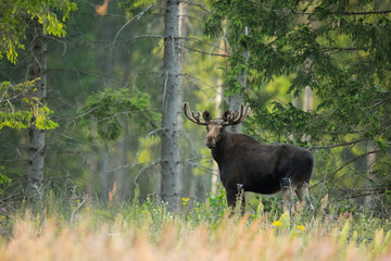 Mammal - bull moose (Alces)