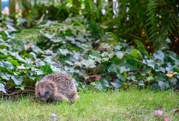 Igel auf grüner Wiese bei Nahrungssuche
