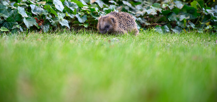 Igel